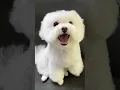 Download Lagu Dog Lovers #711 #shorts  #cutedogs #doglife #dogvideos #funnydogs #pets #cute #corgi #animals #funny