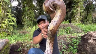 DETIK DETIK PENANGKAPAN ULAR PYTHON BUNTET TERBESAR SI PENGHUNI TANAH ..!!!