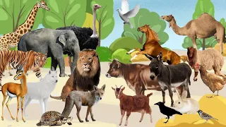 Animals Sound اصوات الحيوانات للاطفال حيوانات الغابه و حيوانات المزرعه Forest And Farm Animals 
