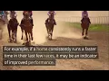 Cracking the Code How to Identify Trends and Patterns in Horse Racing Data for Maximum Value