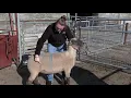 Body Condition Scoring Ewes