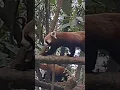 Download Lagu The Adorable World of Red Pandas||# Quite Red Panda Shorts||