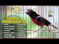 Download Lagu 🛑KONIN GACOR FULL TEMBAKAN‼️MASTERAN KOLIBRI NINJA BAHAN AGAR NEMBAK ISIAN TONJOLAN MEWAH🛑LIVE🎥
