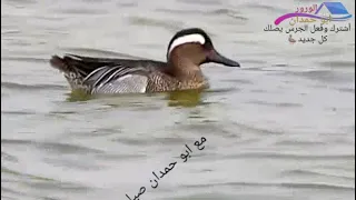 صوت الشرشير اصيفي ذكر وأنثى قص وتركيب راجع من أفريقيا 