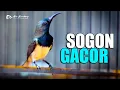 Download Lagu SOGON GACOR FUL NYRECET MATERI MASTERAN GESEKAN MEAWAH UNTUK BURUNG KICAU
