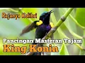 Download Lagu King Konin Gacor Tajam - Pancingan untuk semua Jenis KOLIBRI Macet Susah Bunyi