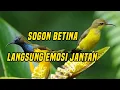 Download Lagu Sogon betina pikat bikin jantan emosi gacor 