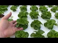 Nursery floating raft system update Double hydroponic garden production with a little extra space