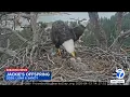 Beloved Big Bear eagle Jackie raised many seasons of eaglets before her death