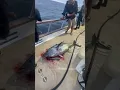 Bluefin tuna gives deckhand a death stare while being spiked