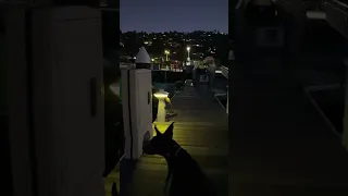 #Fyp #dream #doberman #pets #YouTube