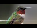 Download Lagu Suara burung madu / kolibri ( honey bird )