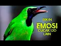 Download Lagu Pancingan Suara CUCAK IJO MUDA HUTAN Cocok Untuk Pikat Cucak Ijo di Hutan MP3