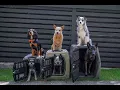 Gunner Kennels size comparison Small to Intermediate