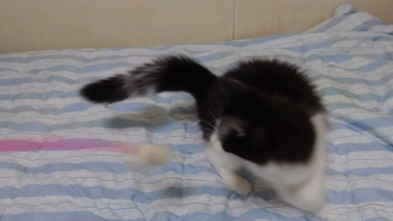 動画