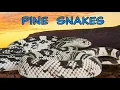 Our PINE SNAKE Collection - Never Seen Before