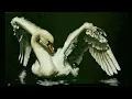 Love song on the radio- Mojave 3 مترجم