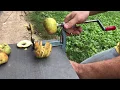 REVIEW pampered chef apple peeler corer slicer
