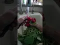 How to Keep Radishes CRISP in the Fridge