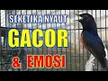 Download Lagu Umpan Master Bait Burung Murai Batu Lengkap Suara Burung Besetan Tajam Untuk Burung Shama Ekor Putih