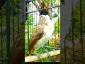 Download Lagu Burung kutilang gacor emosi menekan lawan
