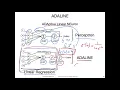 L5 7 Training an Adaptive Linear Neuron Adaline