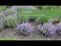 Nepeta Variety Comparison Walters Gardens