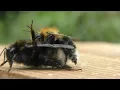 Bumble Bees Tree Bee Life Cycle 4K