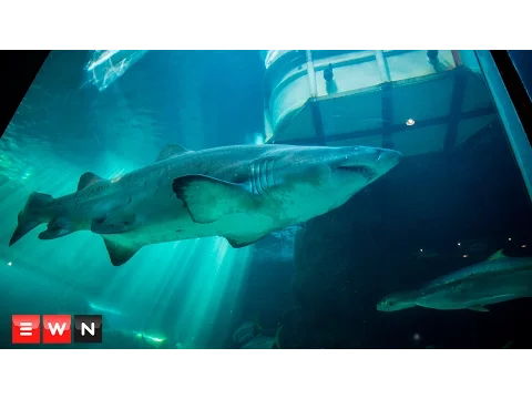 Download MP3 Watch sharks being removed from the Two Oceans Aquarium