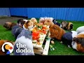 This Couple Has 150 Guinea Pigs The Dodo
