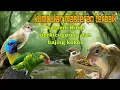 Download Lagu Kumpulan masteran terbaik 🔥🔥