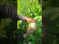 Download Lagu Here’s how we harvest pak choy at my place 🌱Fresh from the field, straight to your table#vegetables