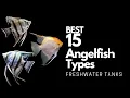 Download Lagu 15 Best Types of Angelfish 🐠 (Don't Miss These Angels🤩)