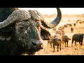 Inside the World s Largest Wild Buffalo Factory From Bio-Materials to Massive Herd Release
