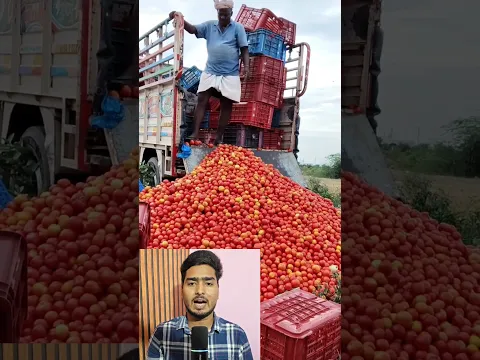 2 रुपये किलो टमाटर, किसान ने गुस्से में पलट दी पूरी फसल