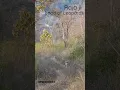 Download Lagu Leopard at Rajaji National Park #rajajinationalpark #rajajitigerreserve #wildlife #leopard #rajaji