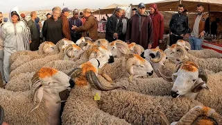 قبل عيد الاضحى بيوم واحد.. هافين وصل الثمن برحبة الغنم ثلاث الأولاد إقليم سطات