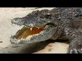 From Hatchling to Monster The Crocodile Life Cycle