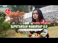 Download Lagu Monicha Sihotang - Sapu Tangan Namarsap Ilu | Lagu Batak Terbaru 2023