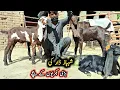 Extremely Pure Beetal Goat s Kids-Baby Goats-Out Class Beetal Goat Kids Of Shabaz Dar Arifwala