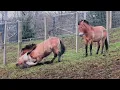 Download Lagu Przewalski's Horses Fighting at Edinburgh Zoo - 06/02/23