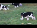 Beagle Puppies For Sale