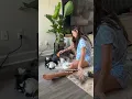 Download Lagu I give my husky a 4/5 star review but would only recommend on one condition… #husky #dogvideos