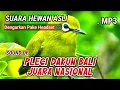 Download Lagu [ASMR] SUARA HEWAN SUARA PLECI DAKUN BALI JUARA NASIONAL