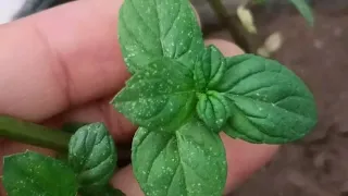 نقط بيضاء على النعناع من ضمن مشاكل النعناع اللى بتواجهنا وطرق حلها دندنها