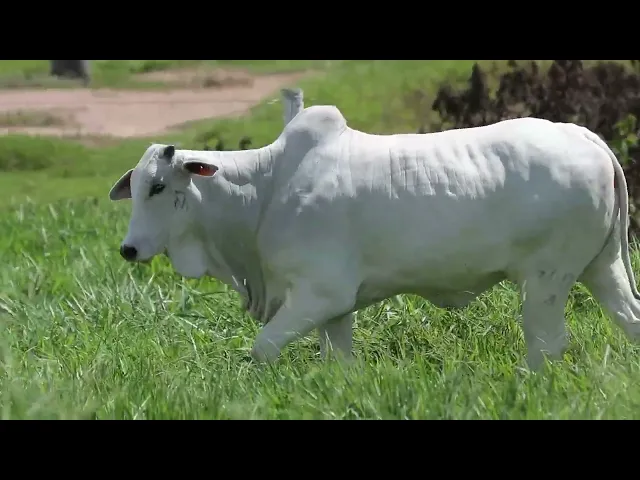 Novilha Nelore CRL - 300