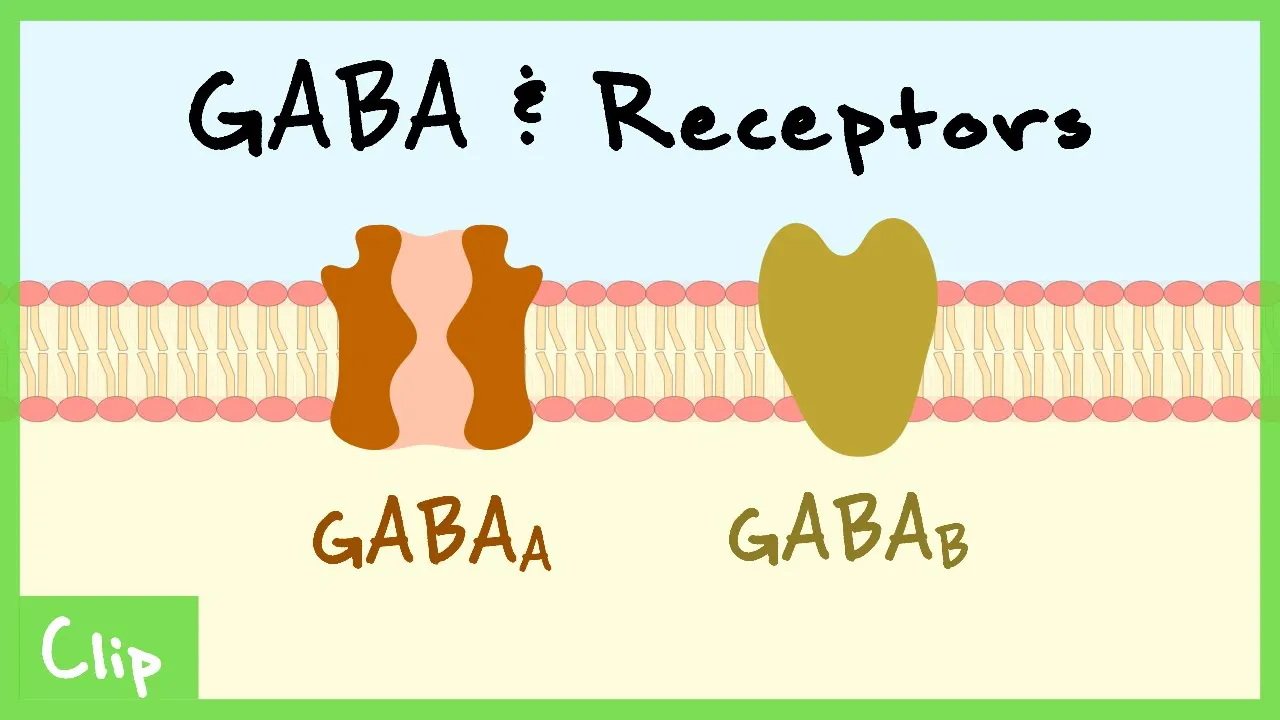GABA Transmitter System & Synaptic Inhibition Explained (Shunting Inhibition, GABAa, GABAb) | Clip