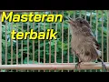 Download Lagu Flamboyan bakal ngeplong dan gacor dengan suara kicau flamboyan gacor nyuling ini