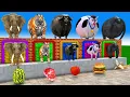 Download Lagu Long Slide Game With Cow Elephant Gorilla Hippopotamus Tiger - 3d Animal Game - Funny 3d Animals