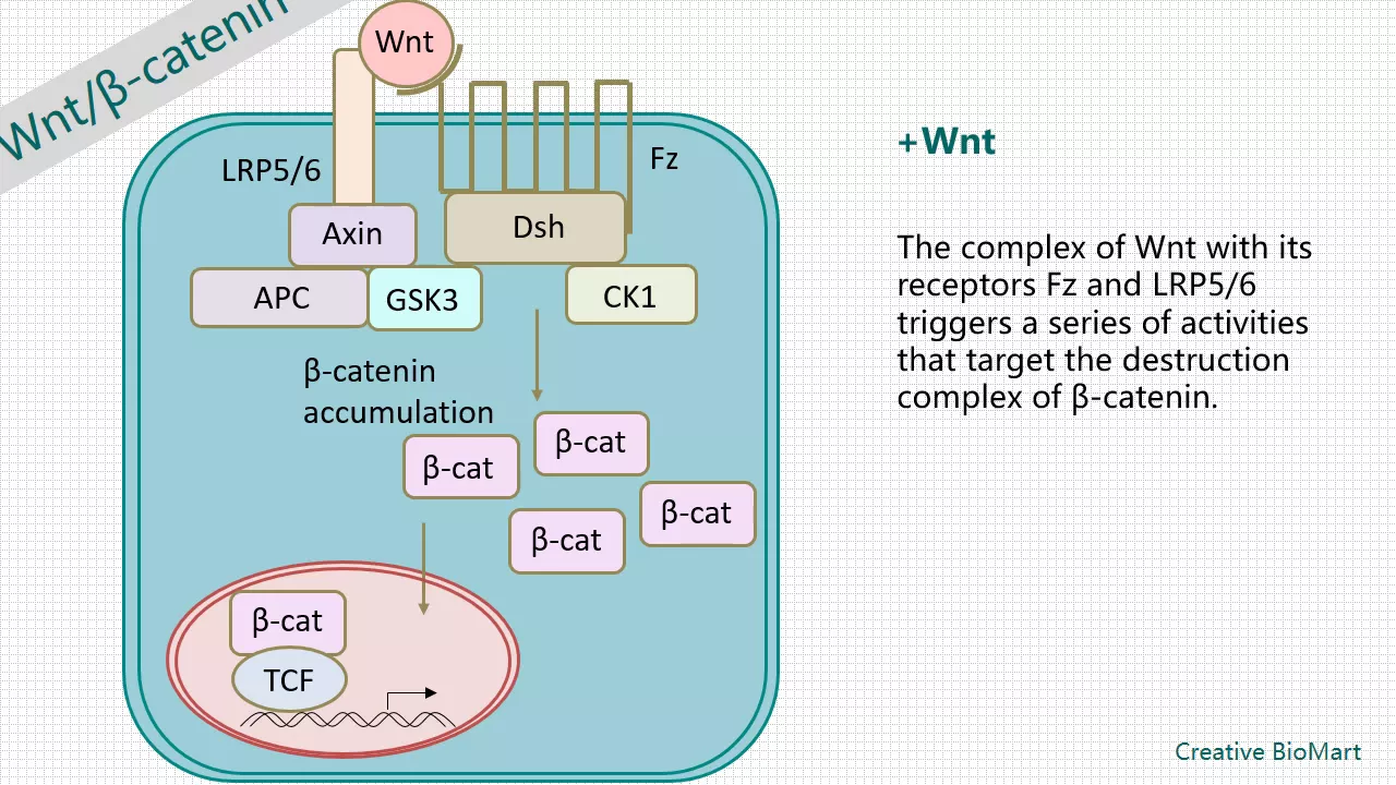 Wnt Signal Pathway
